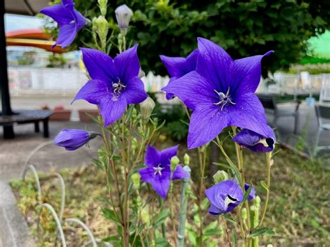 桔梗 風水|桔梗(キキョウ)の花言葉｜花が咲く時期や見頃の季節は